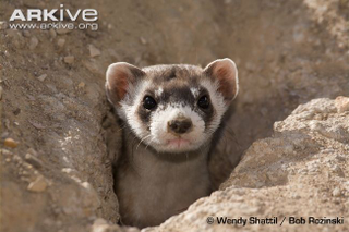 Illustration for article titled Monday Mustelid - Mustela nigripes Edition